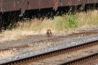 … ein Rotfuchs (Vulpes vulpes), …