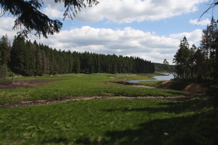 der Zulaufbereich des Oderteichs mit der Oder in ihrem Flussbett