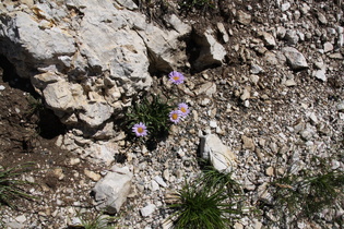 Alpen-Aster (Aster alpinus)