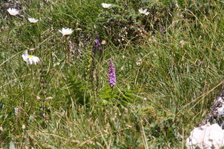 Mücken-Händelwurz (Gymnadenia conopsea)