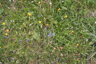 Schnee-Enzian (Gentiana nivalis)