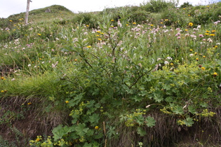 Alpen-Weide (Salix alpina)