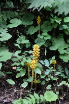 Pestwurz-Sommerwurz (Orobanche flava)