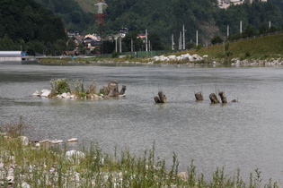 Bäume, in der Salzach unerwünscht