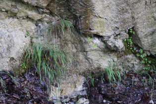 … wird vom Bergwald wider abgegeben