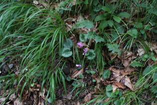 Europäisches Alpenveilchen (Cyclamen purpurascens)