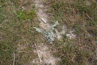 Strand-Beifuß (Artemisia maritima)