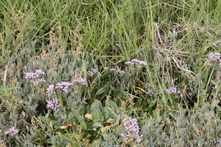 Gewöhnlicher Strandflieder (Limonium vulgare)