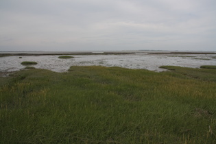 Salz-Schlickgras (Spartina anglica)