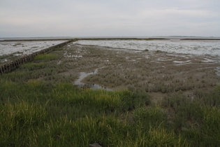 Pionierpflanzen (Salz-Schlickgras und Europäischer Queller) im Watt