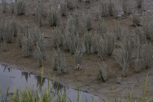 Europäischer Queller (Salicornia europaea)