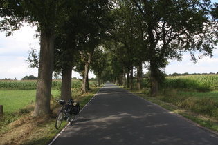 Allee zwischen Ihausen und Westerloy, Blick Richtung Ihausen