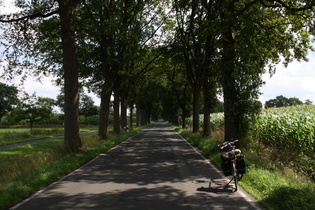 Allee zwischen Ihausen und Westerloy, Blick Richtung Westerloy