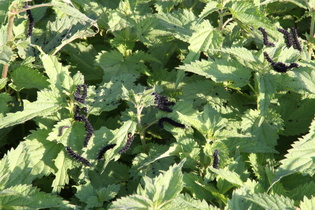 die Große Brennnessel (Urtica dioica) wird von Raupen des Tagpfauenauges (Inachis io) angefressen