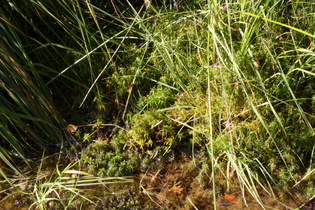 … wachsen Torfmoose (Sphagnum)