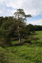 eine alte Kiefer oberhalb von Dassel