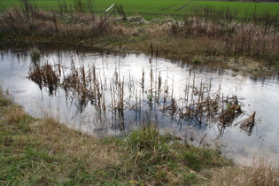 Breitblättriger Rohrkolben (Typha latifolia) in der Fösse