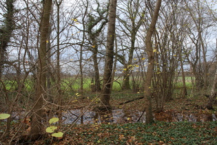 sumpfiger Wald am Radweg nach Lenthe