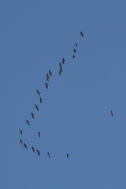 Kraniche (Grus grus) auf dem Weg nach Norden, …