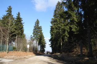 Blick Richtung Nordosten, und endlich Nadelbäume längs des Weges