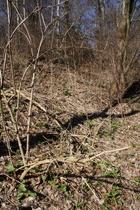 erstes frischen Grün am Gehrdener Berg