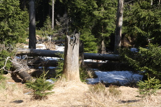 … Winterreste im Wald