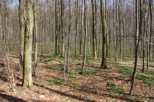 Buchen-"Stangenacker" mit Bodenvegetation