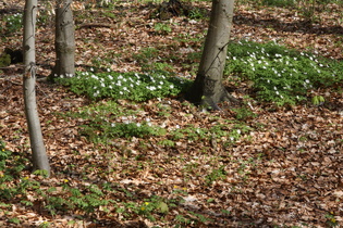 Buschwindröschen (Anemone nemorosa)