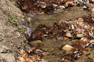 Hunds-Veilchen (Viola canina)