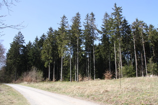 Fichtenwald auf dem Deisterkamm vermittelt ein wenig Berggefühl