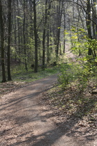 Benther Berg, Nordrampe unterhalb des Gipfels