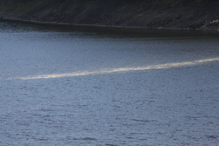 … dafür aber umso mehr Rapspollen auf dem und im Wasser