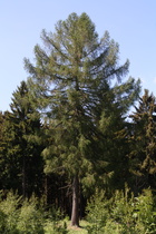 Europäische Lärche (Larix decidua)