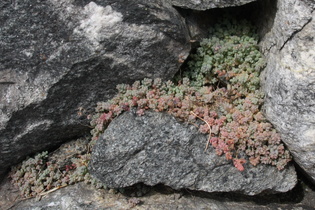 Buckel-Mauerpfeffer (Sedum dasyphyllum)