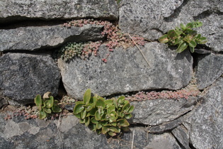 Berg-Fetthenne und Buckel-Mauerpfeffer vergesellschaftet