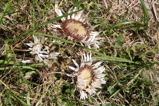 Silberdistel (Carlina acaulis) auf gemähter Wiese