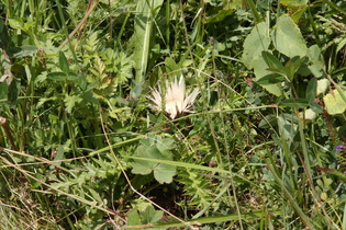 Silberdistel auf ungemähter Wiese