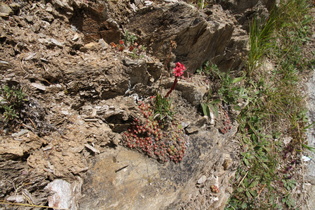 Gewöhnliche Spinnweb-Hauswurz (Sempervivum arachnoideum subsp. arachnoideum)