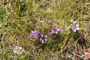 Rauer Kranzenzian (Gentianella aspera)