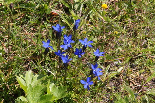 Schnee-Enzian (Gentiana nivalis)