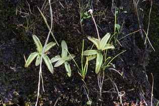 Alpen-Fettkraut (Pinguicula alpina)