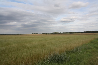 zwischen Helstorf und Rodenbostel, Blick nach Nordosten