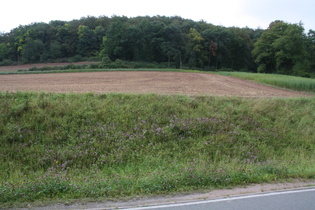 namenloser Pass im Zuge der K10 zwischen Heyen und Bodenwerder, Blick nach Osten