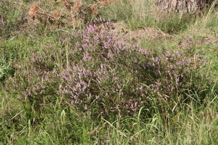 … mit Besenheide (Calluna vulgaris)