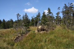 Wald knapp unterhalb der Baumgrenze