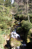 der Fischbach, ein östlicher Zufluss der Sieber