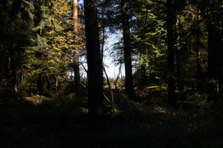 Kammweg zwischen Höfeler und Stern, Blick nach Osten