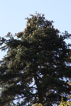 Zoom auf die Baumkrone