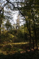 im Lohnder Holz, Blick nach Süden