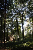 Benther Berg, Blick nach Südosten